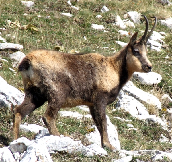 Camoscio d''Abruzzo Rupicapra pyrenaica ornata